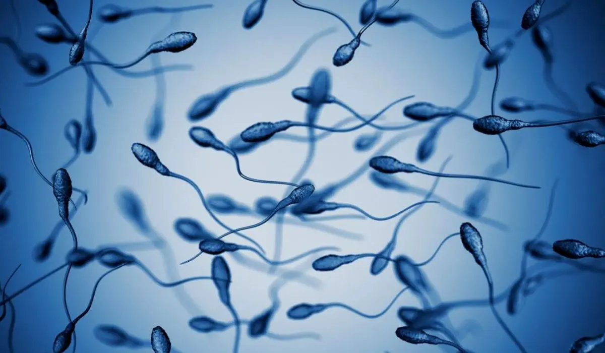 How Many Days Does Sperm Live In The Female Body