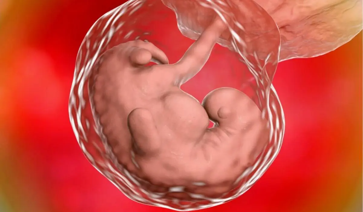 Understanding The Growth Of An Embryo